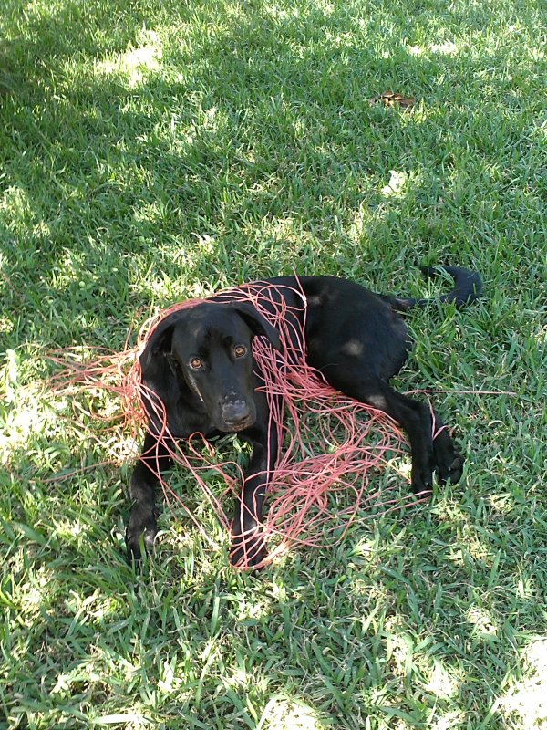 Parker hay twine.jpg