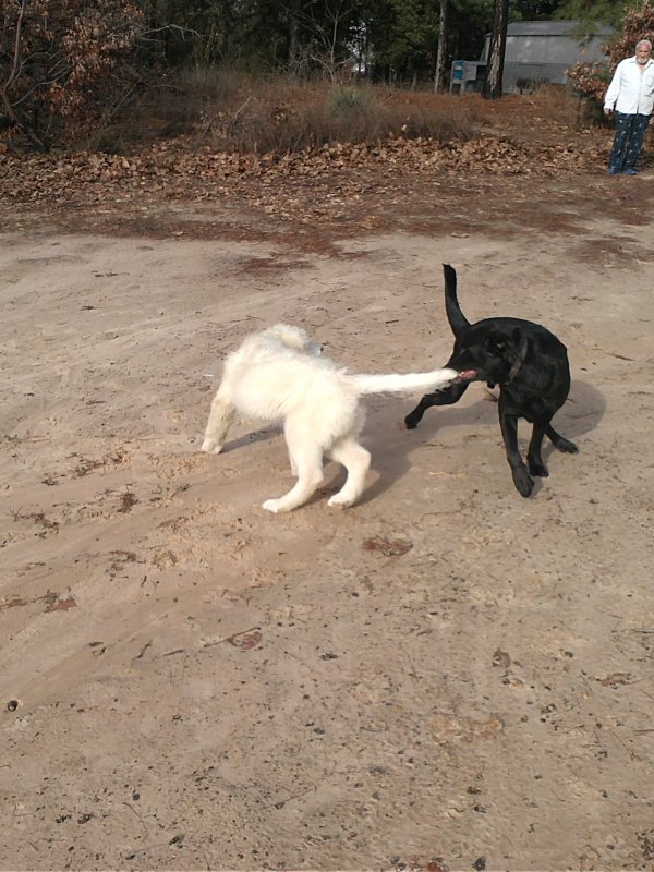parker pullimg trips tail.jpg