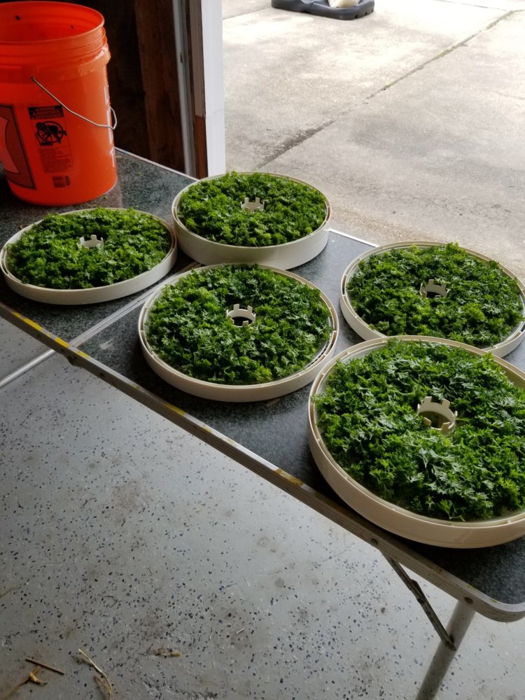 Parsley.jpg