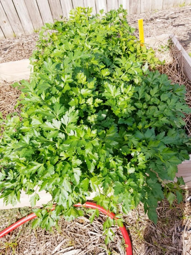 Parsley.jpg