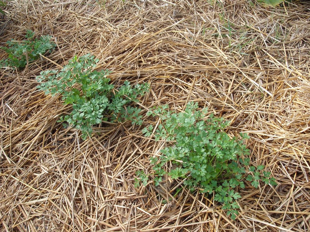 Parsley.JPG