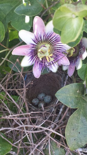 Passion Vine Spring 2016.jpg
