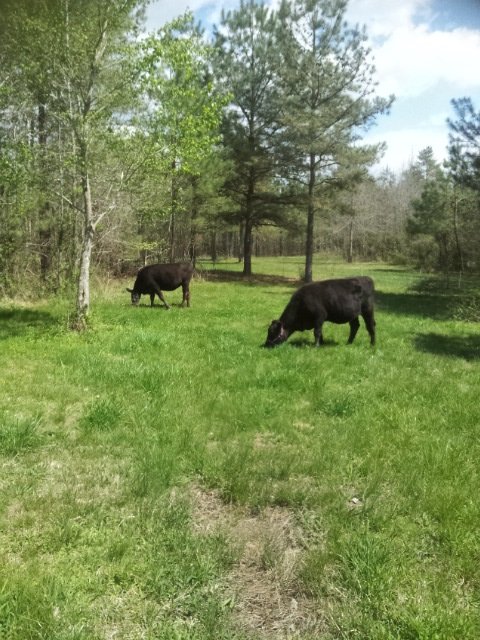 pasture expandion 4.9.16.jpg