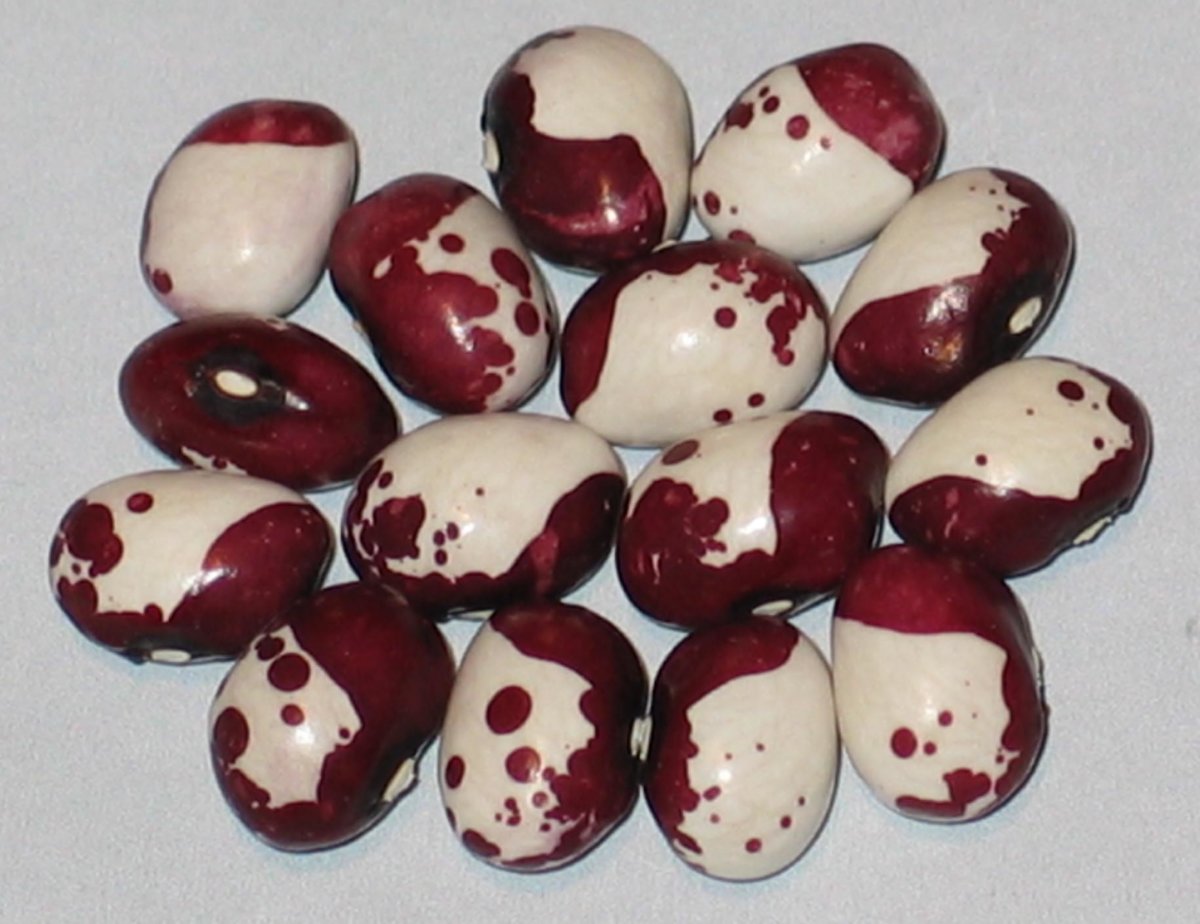 pea-bean-turkey-2018.jpg