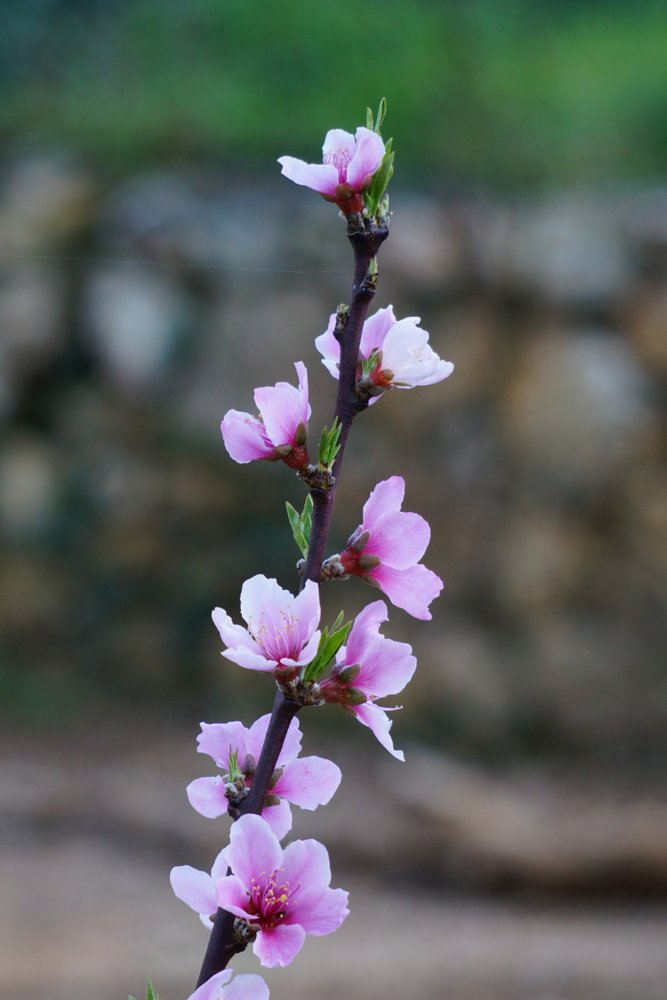 Peach blossoms.JPG