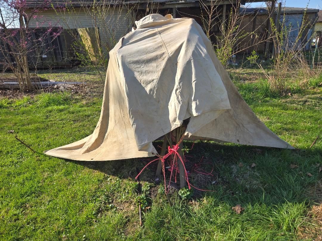 Peach tree tent, 04-12-25, #1.jpg