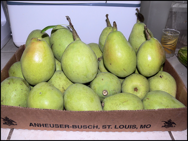 Pears.jpg