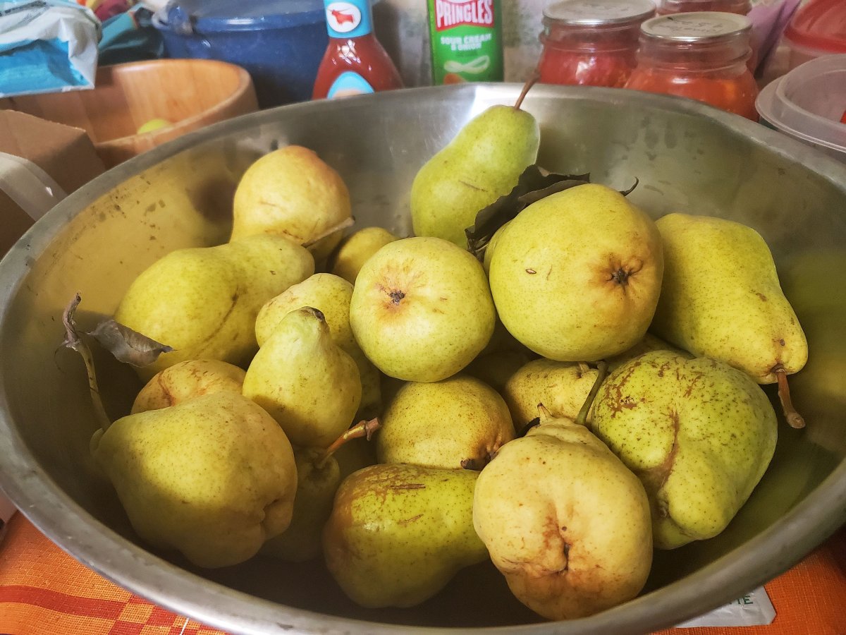Pears, second half, 09-07-22.jpg