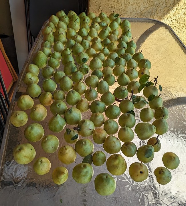 pears4.jpg