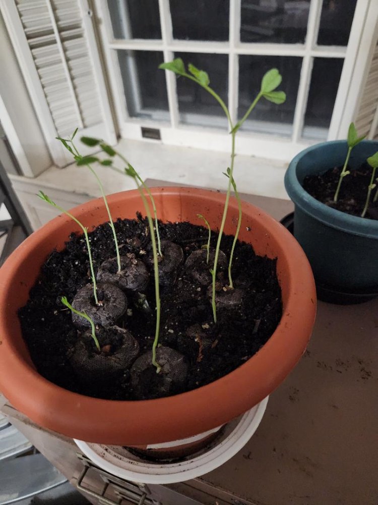 Peas.jpg