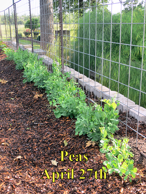 Peas_042718.jpg