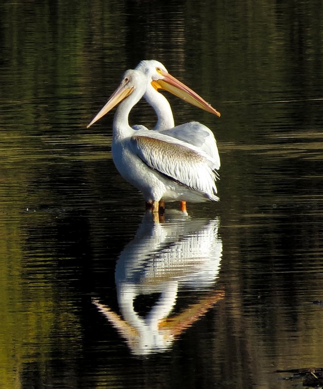 pelicans.JPG