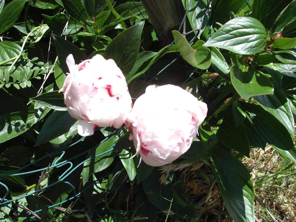 Peony.JPG