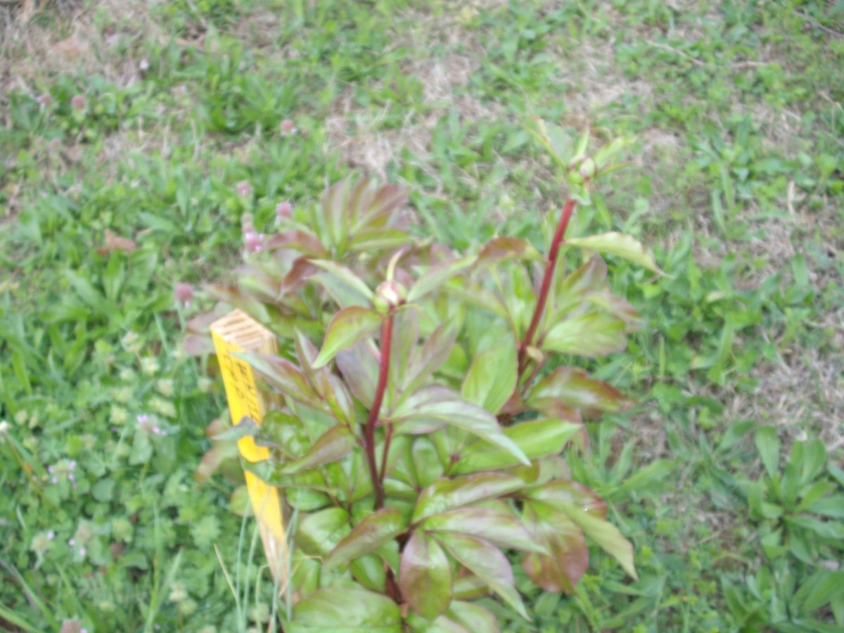 Peony.JPG
