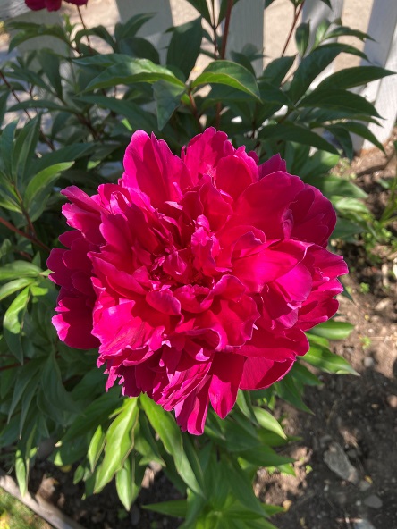 Peony.jpg