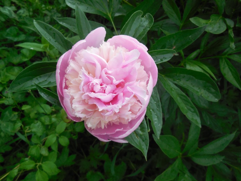 Peony parfait.JPG