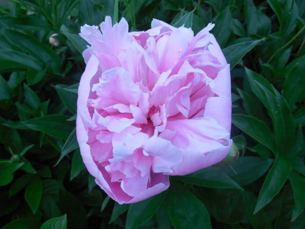 peony pink.JPG