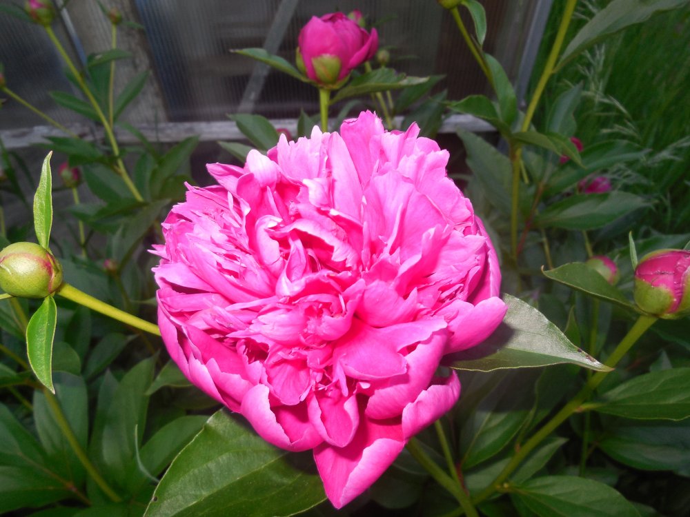 peony red.JPG