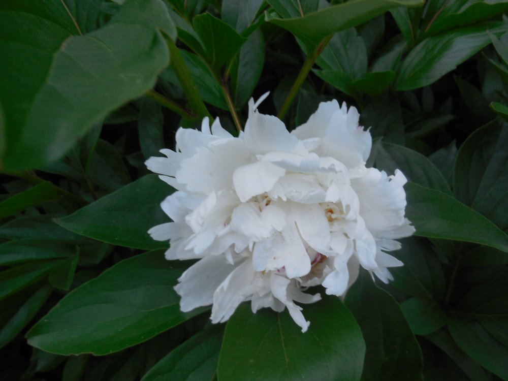 peony white.JPG