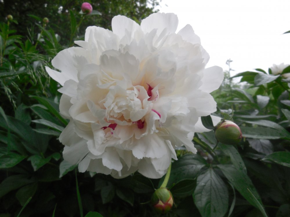 peony white:red.JPG