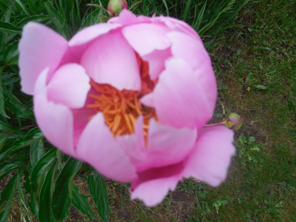 Peony1.JPG