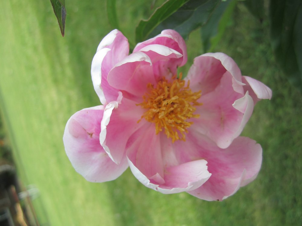 Peony9.JPG