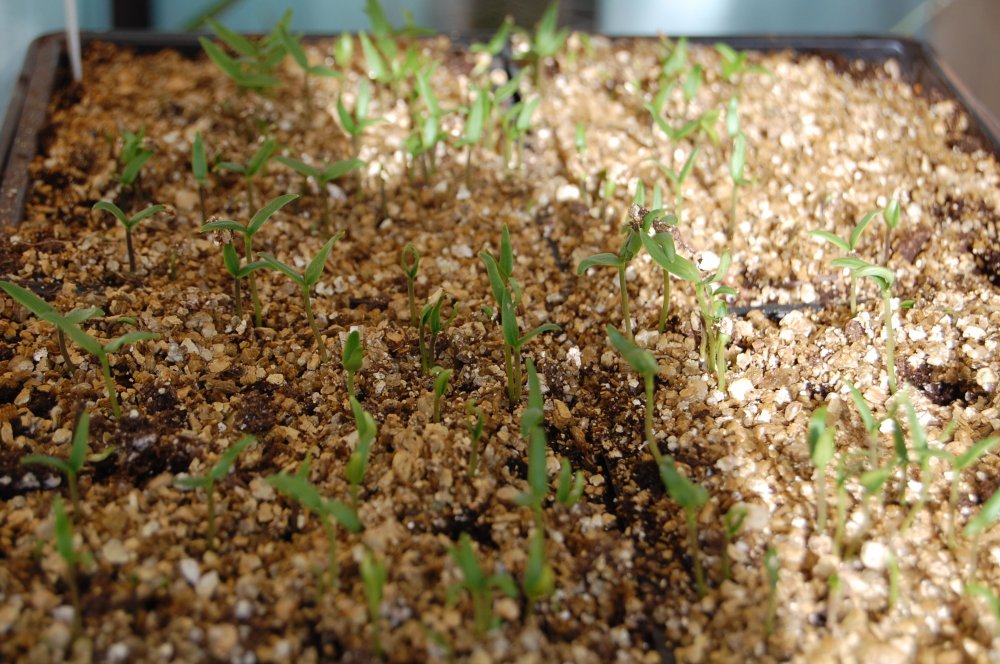 pepper seedlings.jpg
