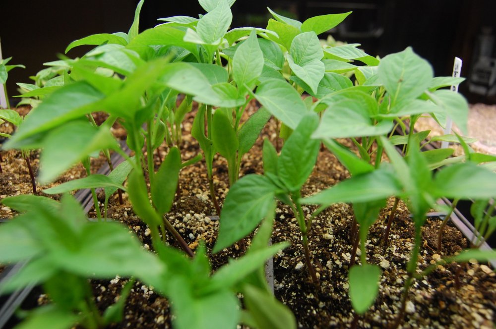pepper seedlings2.jpg