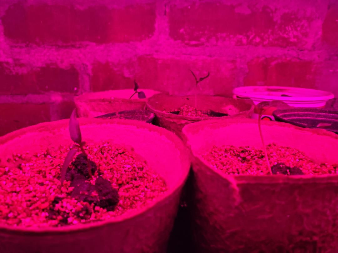 Peppers, 05-05-2020, #1.jpg