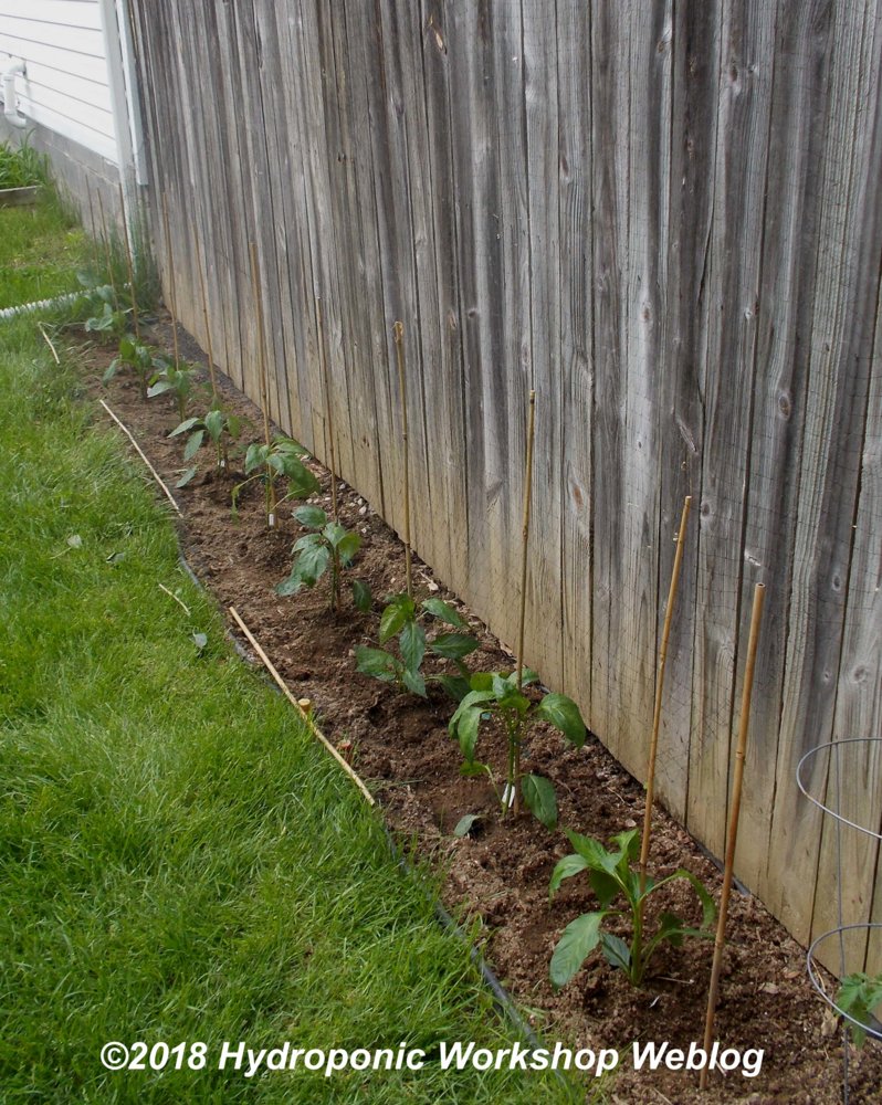 peppers.jpg
