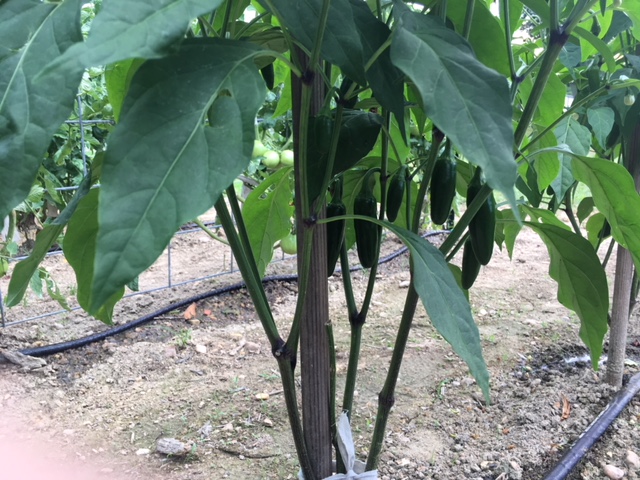 peppers.JPG