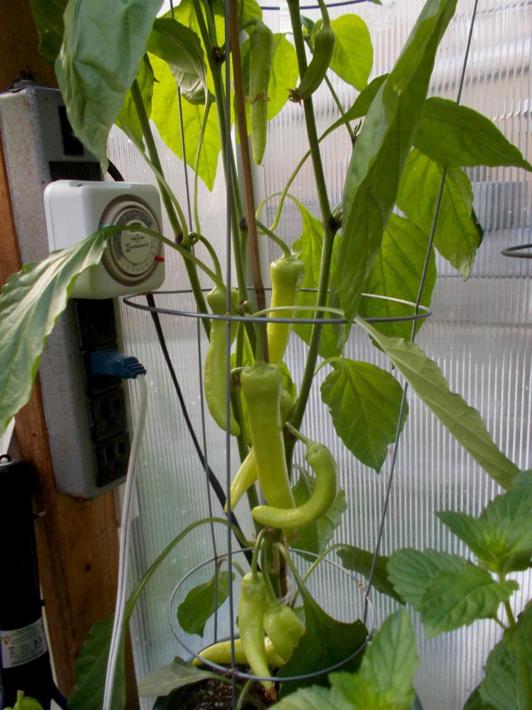 peppers.jpg