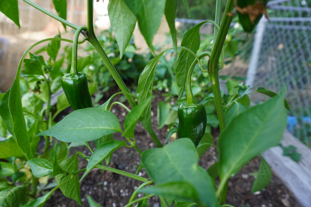 peppers.JPG