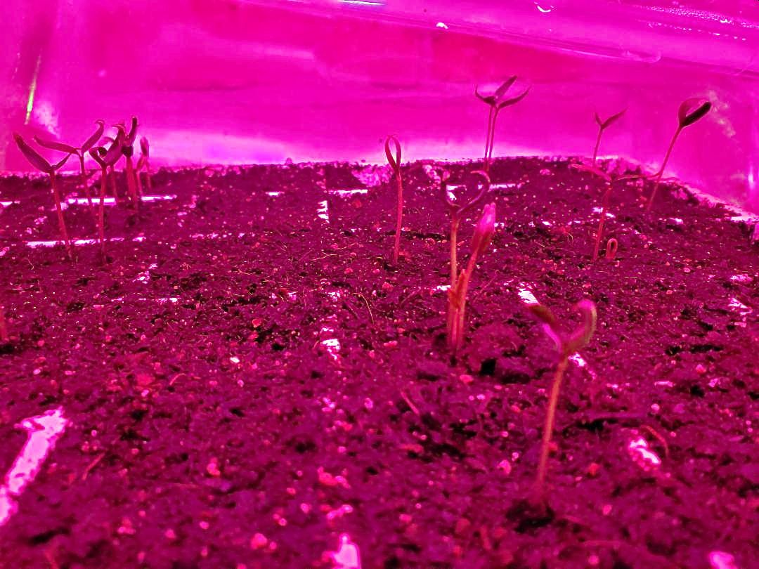 Peppers sprouting, 04-16-23, #1.jpg