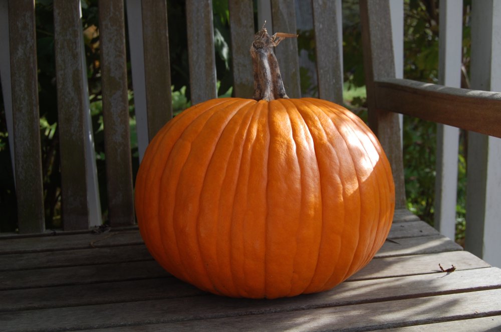 perfect pumpkin 2014.jpg