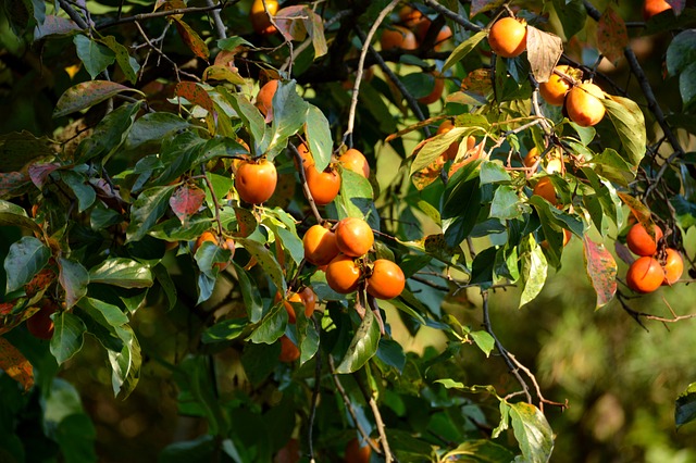 Persimmon Tree