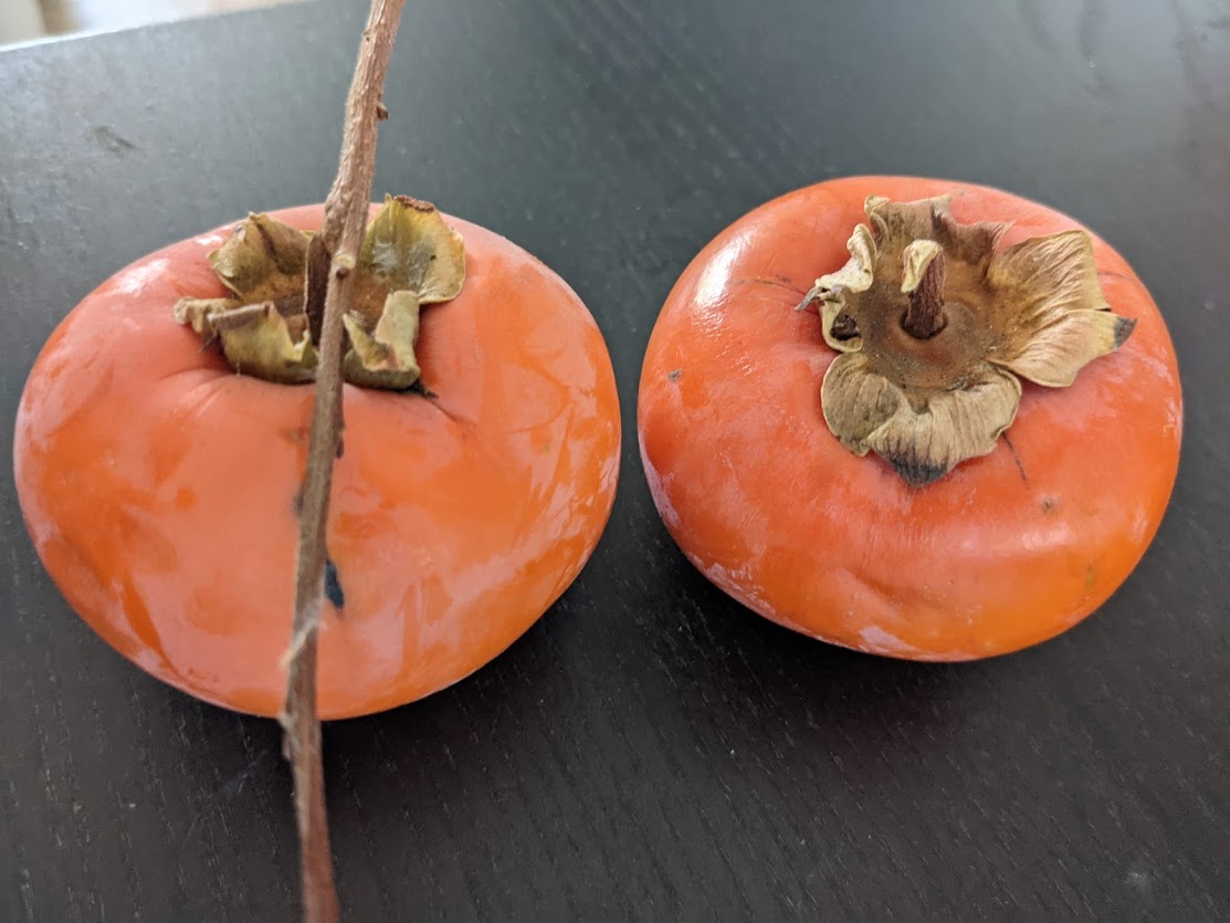 persimmons.jpg