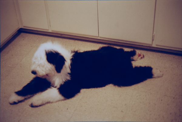 Petie back legs out email.jpg