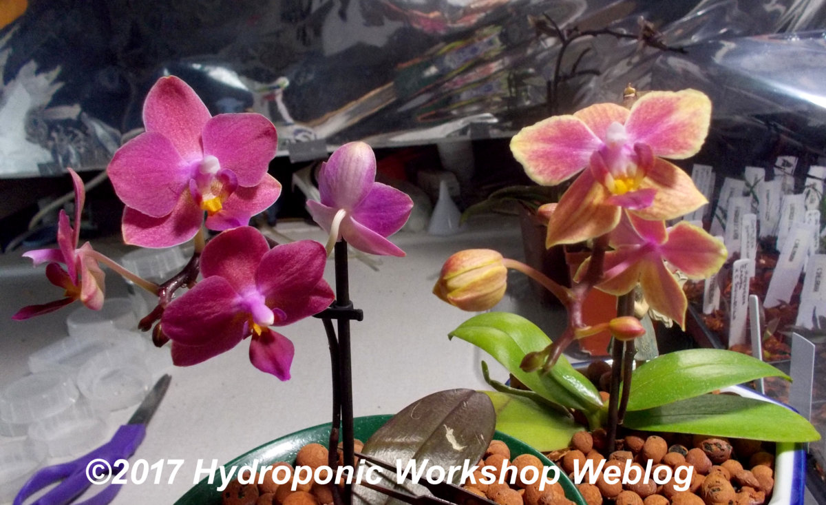 Phal Cross.jpg