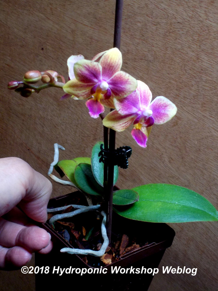 phal.jpg