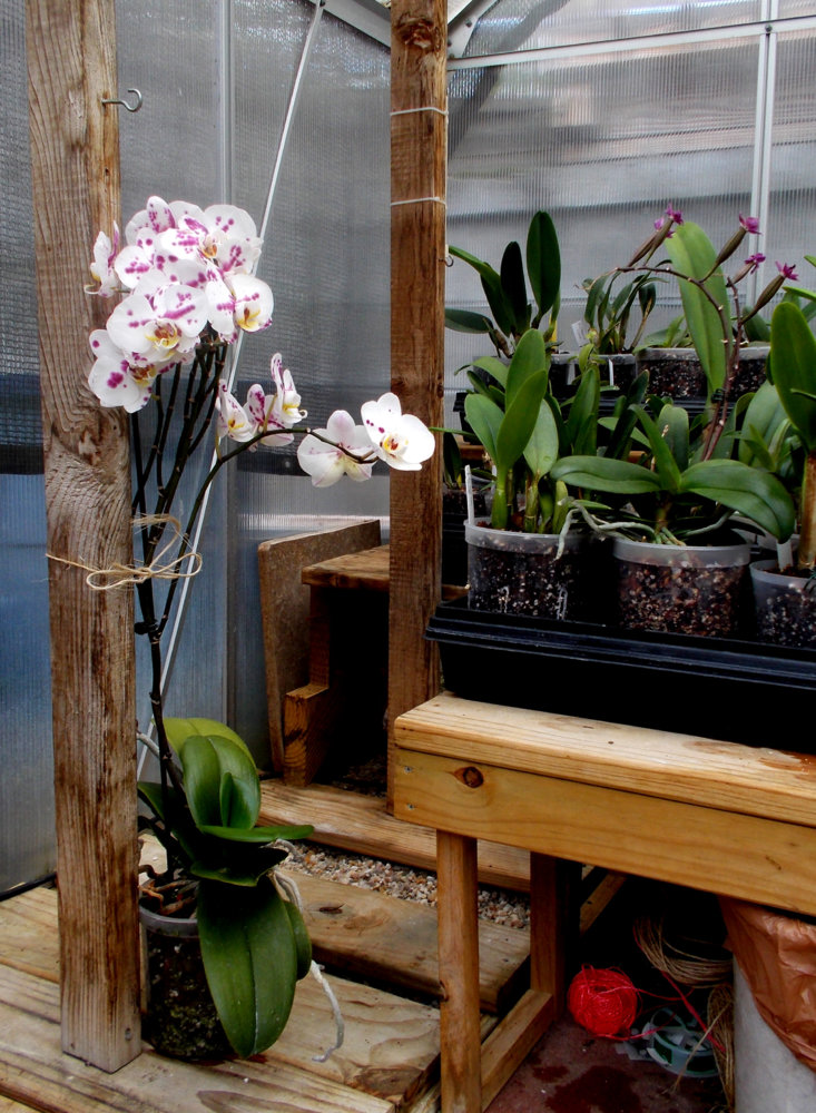 phalaenopsis.jpg