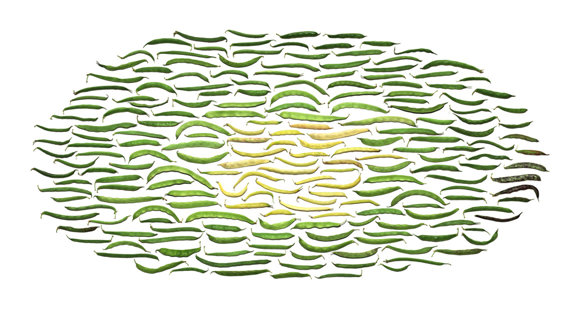 Phaseolus-vulgaris-work-in-progress.jpg