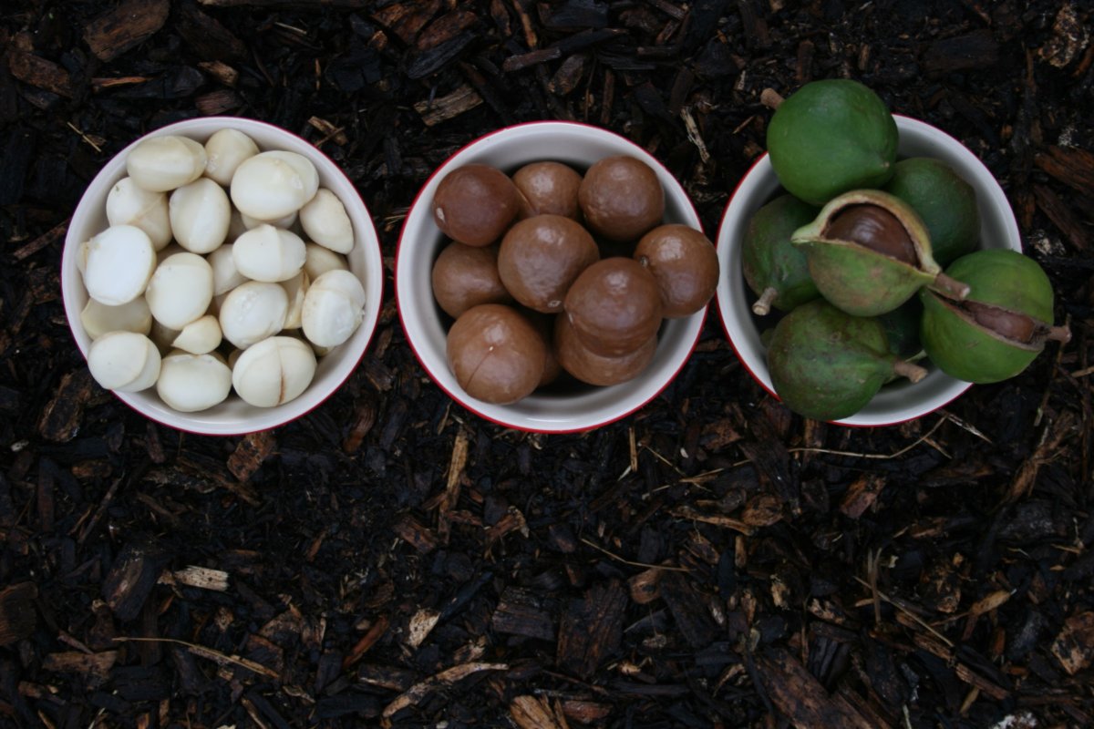 Growing Nuts at Home Growing Nuts at Home