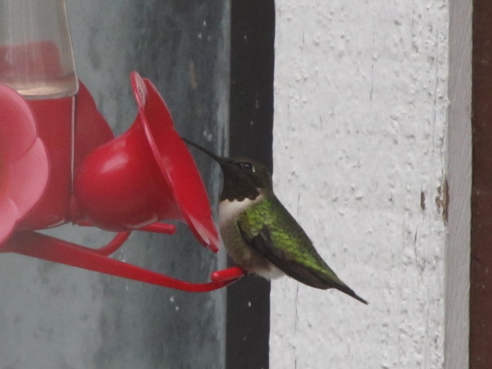 Picture 10419.jpg