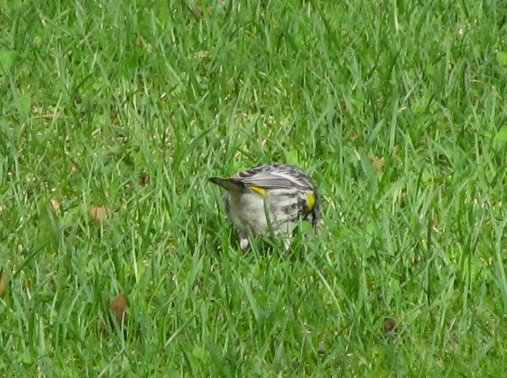 Picture 10516 2.jpg
