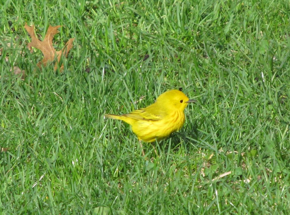 Picture 10521 1.jpg
