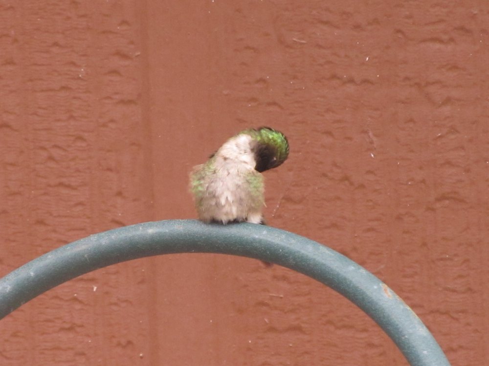 Picture 10716.jpg