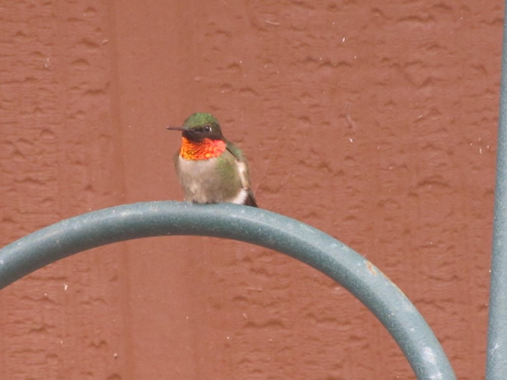 Picture 10720.jpg