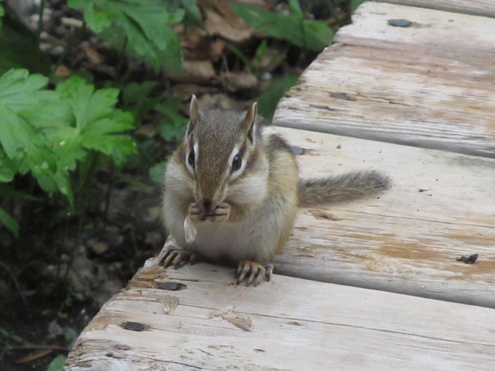 Picture 11354.jpg