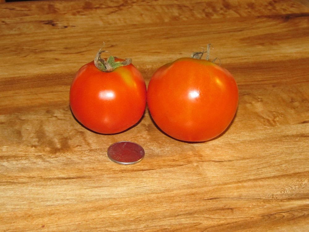 Picture 11711.jpg